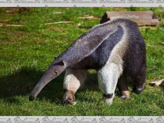 Ant Eater